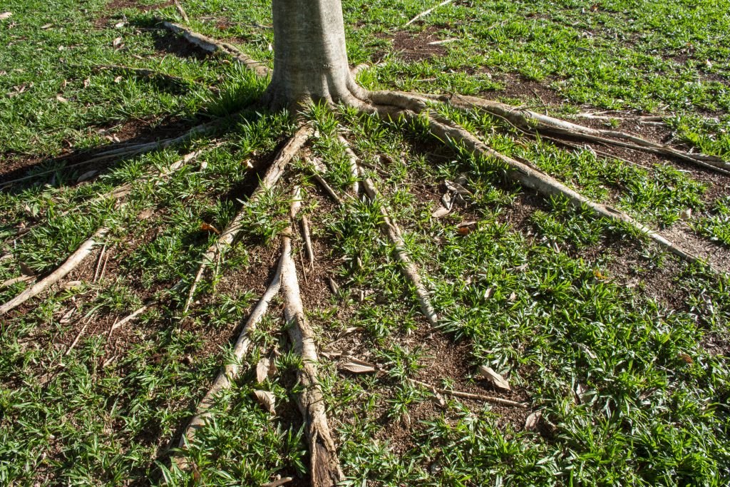 Do Tree Roots Damage Your Foundation?